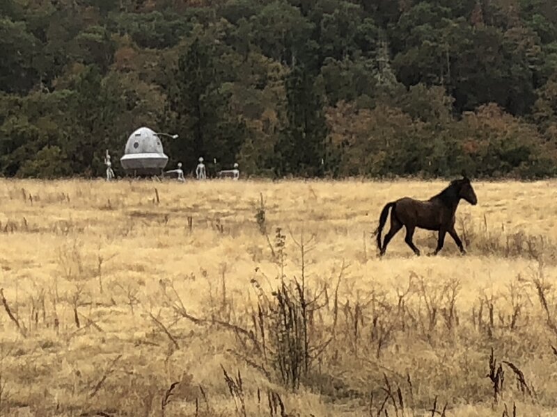 Horse rejects Earth Ambassador Role; what it could mean for us